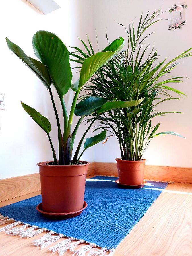 Casa Ledu - Sunny Holiday In Fuerteventura Corralejo Bagian luar foto